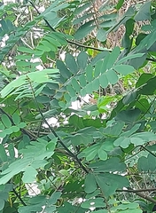 Pheucticus ludovicianus