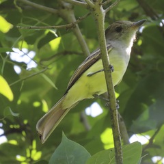 Myiarchus