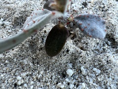 Psorothamnus spinosus