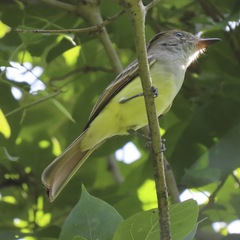 Myiarchus