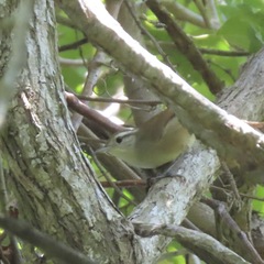 Uropsila leucogastra
