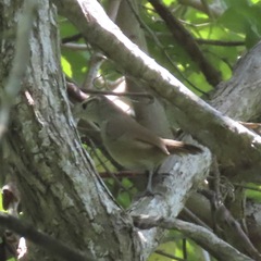 Uropsila leucogastra