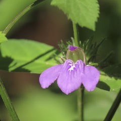 Acanthoideae