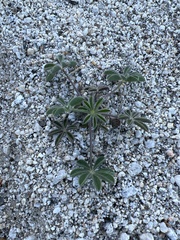 Lupinus arizonicus