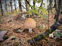 Amanita