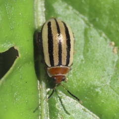 Oedionychina