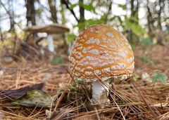 Amanita