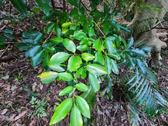 Glycosmis parviflora