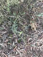 Daviesia leptophylla