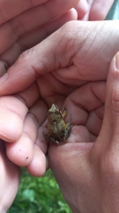 Physalaemus gracilis