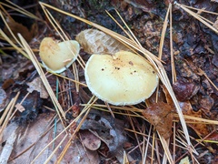 Pholiota lutescens