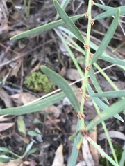 Daviesia leptophylla