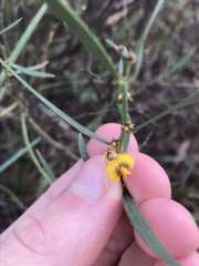Daviesia leptophylla
