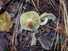 Pholiota lutescens