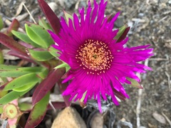 Carpobrotus glaucescens