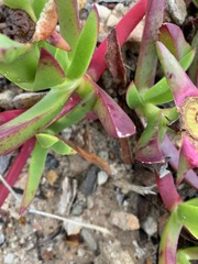 Carpobrotus glaucescens