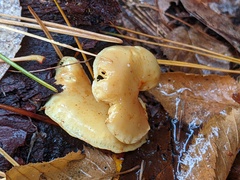 Pholiota lutescens