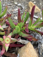 Carpobrotus glaucescens