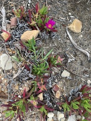 Carpobrotus glaucescens