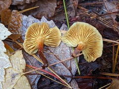 Pholiota lutescens