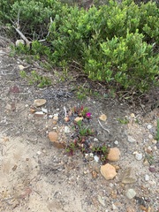 Carpobrotus glaucescens