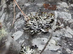 Hypogymnia canadensis