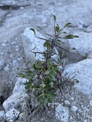 Fouquieria splendens splendens