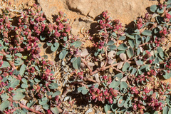 Euphorbia drummondii