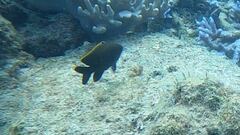 Plectroglyphidodon apicalis