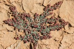 Euphorbia drummondii