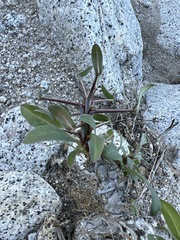 Fouquieria splendens splendens