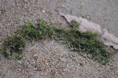 Ceratophyllum