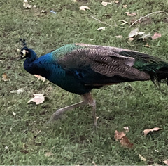 Pavo cristatus × muticus