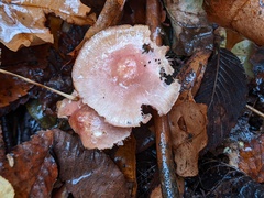 Mycena rutilantiformis