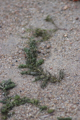 Ceratophyllum