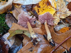 Mycena rutilantiformis
