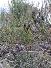 Allocasuarina distyla