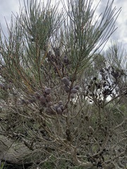 Allocasuarina distyla