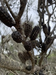 Allocasuarina distyla