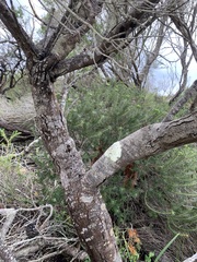 Allocasuarina distyla