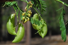 Astragalus douglasii douglasii