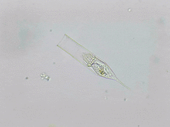 Amphorellopsis