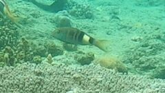 Parupeneus multifasciatus