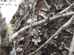 Parmeliopsis hyperopta