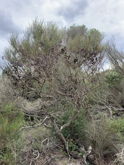 Allocasuarina distyla