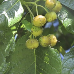 Crataegus mexicana