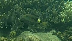 Parupeneus multifasciatus