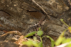 Ctenosaura oaxacana