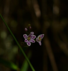 Epidendrum fimbriatum