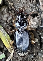 Patrobus longicornis